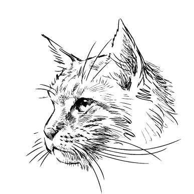 Кіт профіль